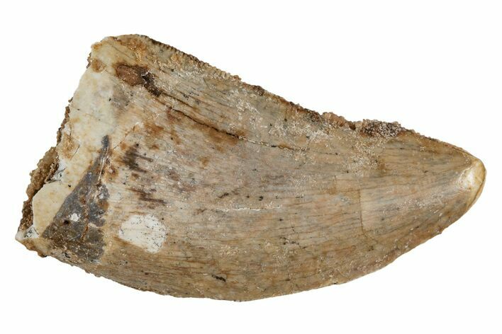 Juvenile Carcharodontosaurus Tooth #214450